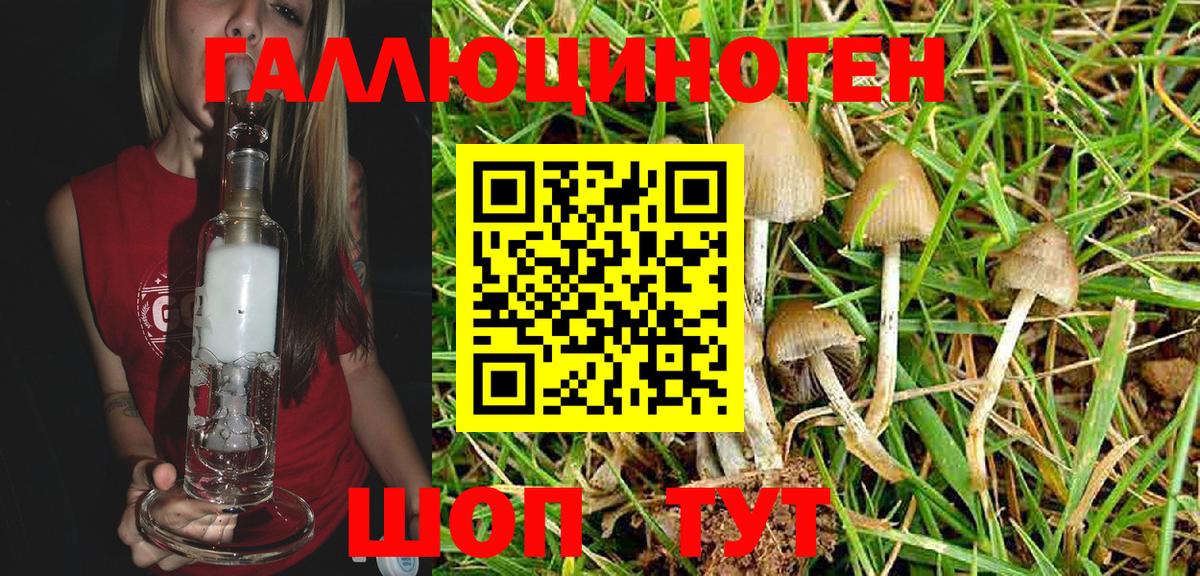 Псилоцибиновые грибы Psilocybine cubensis Александров